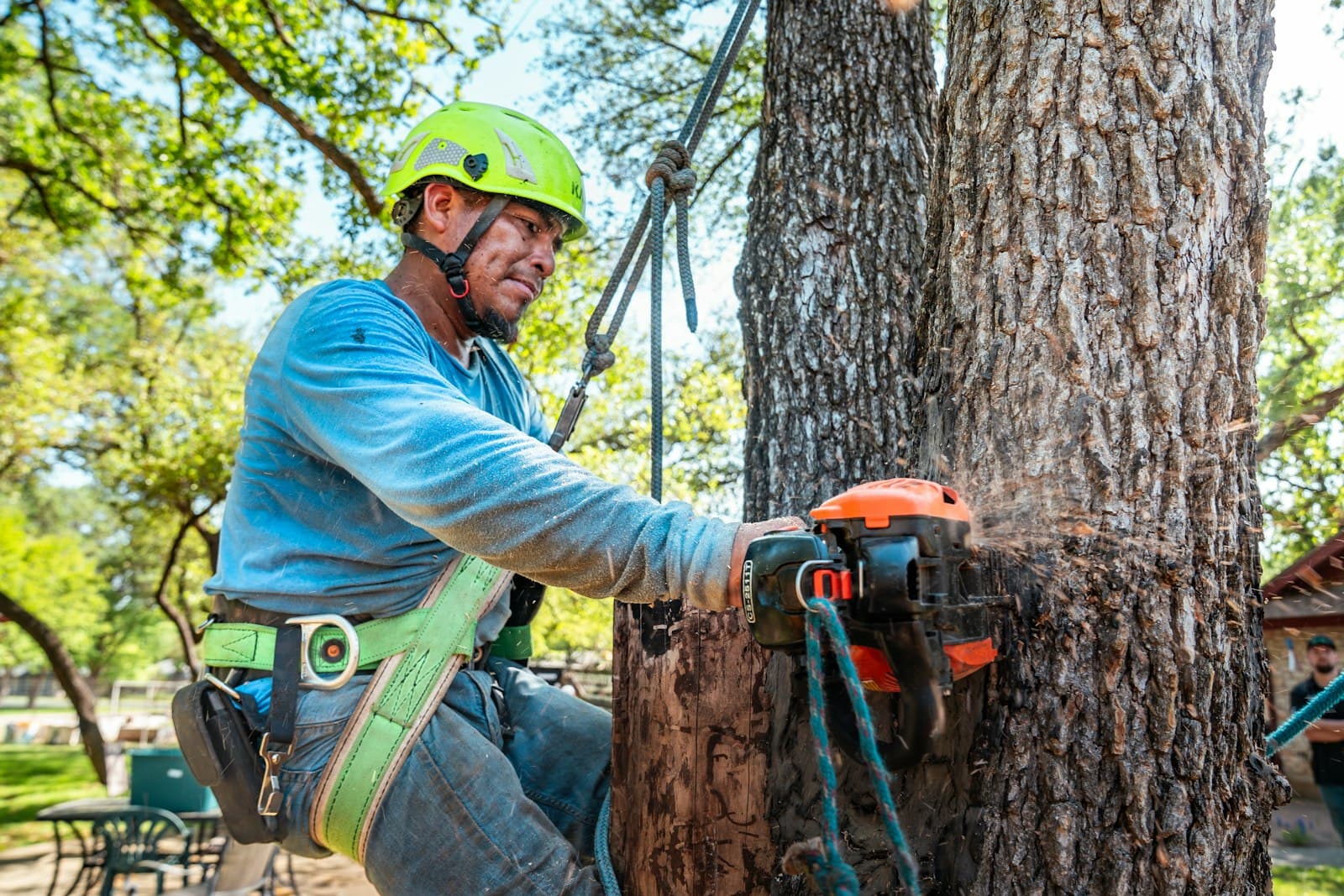 An arborist working with a chainsaw high in the canopy of a large tree